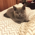 jack