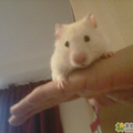 pipi