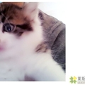 猫猫